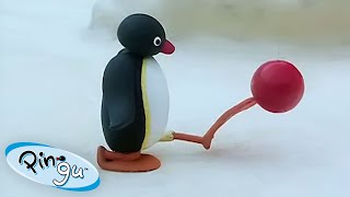 Pingu and the Championship Cup 🏆🐧  Pingu  Official Channel  Cartoons For Kids [upl. by Nnav119]