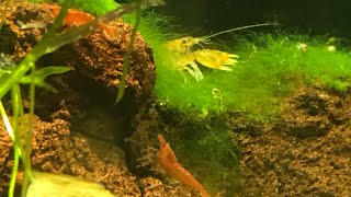 Treating For Planaria in my cherry shrimp tank with Fenbendazole [upl. by Jar]