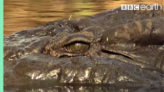 Top 5 Killer Crocodile Moments  BBC Earth [upl. by Kcirdle]