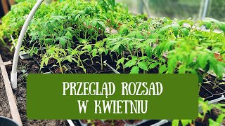 Przegląd rozsad w kwietniu Jak wyglądają moje rozsady Co uprawiam z rozsad w tym sezonie [upl. by Lienad]