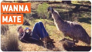 Emu Tries to Mate with Man  WTF [upl. by Hildebrandt616]