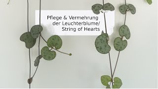 Pflanzenpflege  String of Hearts  Leuchterblume  Vermehrung Ableger [upl. by Akilaz]