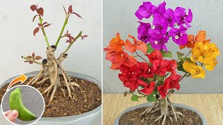 Method of grafting confetti using banana  Multicolored bougainvillea by grafting [upl. by Treulich982]