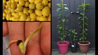 Faire pousser un citronnier à partir de graines de citron  Growing lemon tree from seeds [upl. by Poyssick]