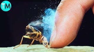 10 Insectos Con Super Poderes Reales [upl. by Hgiellek]