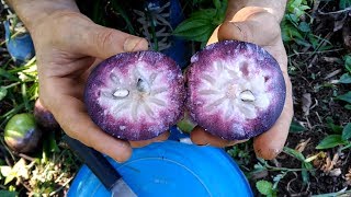 EP21 El caimito morado Chrysophyllum cainito  Cosechando de un árbol gigante junto a David [upl. by Ittam]