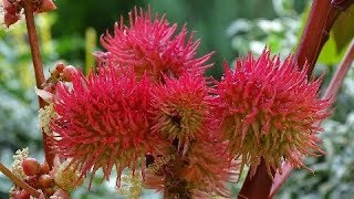 Ricinus communis [upl. by Anauq650]