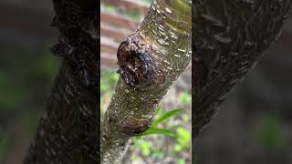 Peach tree Disease Gummosis or Borer [upl. by Einahc]