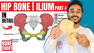 Viva questions on Hip Bone hipbone anatomy [upl. by Naol]