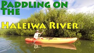 Paddling up the Anahulu Haleiwa River from Tsues Farm North Shore Oahu LookIntoHawaiicom [upl. by Latsyrhk768]