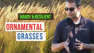 TOP 3 Perennial Ornamental Grass  Alberta Gardening Guide [upl. by Lehcer408]