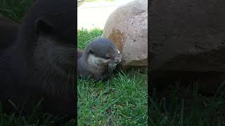 Adorable Otters Play with Ice tanganyikawildlifepark wildlifeexperience [upl. by Missy]