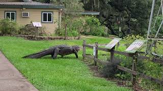 BBSP Large Alligator Walking on Nature Center Lawn 05092023 [upl. by Eicnan]