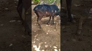 beautiful cows 🐄 best drink water shorts ytshots trendingshorts viralshort [upl. by Amikat]