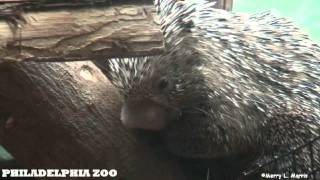 Philadelphia Zoo Prehensile Tailed Porcupine Baby Growing Up [upl. by Ttenaej267]