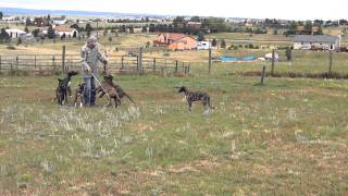 Deerhound Pups Update  14 Weeks Old [upl. by Chloette]