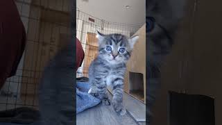 4 week old tabby kitten cat catlover whitekitty whitecat cute funny kitten kittenish [upl. by Nava985]