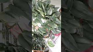 scindapsus treubii moonlight vs dark formeternal struggle houseplants scindapsus [upl. by Petrie]