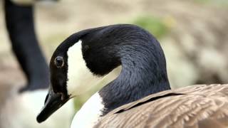 Oca canadese Branta canadensis [upl. by Babbette]