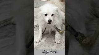 मोती भौंक रहा है  dog 🐕 barking sounds viral shorts [upl. by Harad]