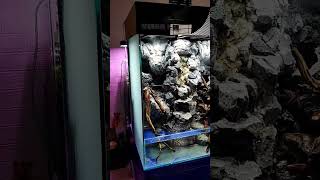 Simple Paludarium Setup [upl. by Irap899]