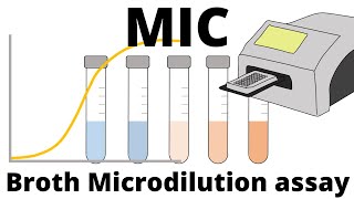 Broth Microdilution assay  How to determine the MIC Minimum Inhibitory Concentration [upl. by Ailem]