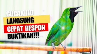 SUARA BURUNG Cucak Ijo Gacor NGEPLONG TARUNG Konslet Ini Ampuh Untuk PANCINGAN Cucak Ijo Agar Emosi [upl. by Blakelee854]