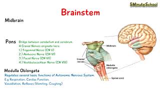 Brainstem  Midbrain Pons and Medulla Oblongata  EXPLAINED [upl. by Emlen602]