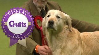 Gamekeepers Competition  Crufts 2017 [upl. by Latsirk]