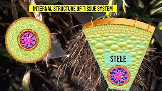 Internal Structure of the Monocot roots  Maize root [upl. by Hentrich]