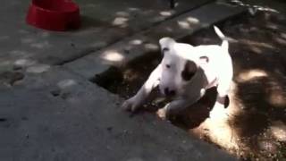 Pitbull mixed with bull terrier [upl. by Murrell862]