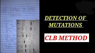 CLB METHOD TO DETECT MUTATIONS mullarexperiment zoology bsczoology mutation ZOOLOGYNOTES [upl. by Lancelle]