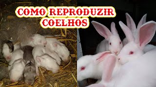 Como Criar Coelhos Reprodução 1 MINI SITIO 2020 [upl. by Nitaj]