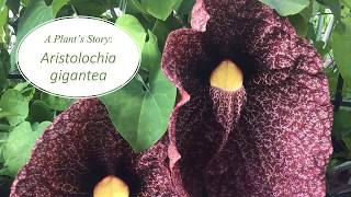 A Plants Story Aristolochia gigantea [upl. by Turino]