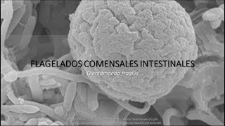 Dientamoeba fragilis BIOLOGÍA resumen  memorización [upl. by Nirra569]