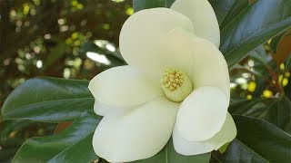 Southern Magnolias [upl. by Dagmar]