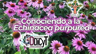 Conociendo a la Echinacea Purpurea [upl. by Aneerhs]