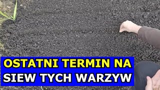 To Ostateczny Czas na Siewy TYCH Warzyw Co siać sadzić przełom Czerwiec Lipiec Kalendarz Ogrodnika [upl. by Suanne]