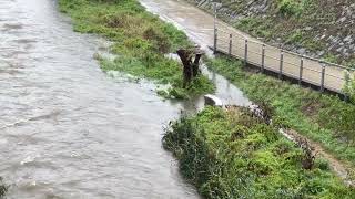 Sturm Regen in Wien  vor dem Hochwasser  Samstag 14092024 [upl. by Drawyeh]