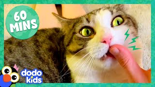 60 Minutes Of Cats And Kittens Being Cute And Silly  1 Hour Of Animal Videos  Dodo Kids [upl. by Harvard]