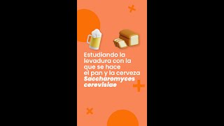 Estudiando a Saccharomyces cerevisiae la levadura con la que se hace el pan y la cerveza🥖🍺 [upl. by Aicnom100]