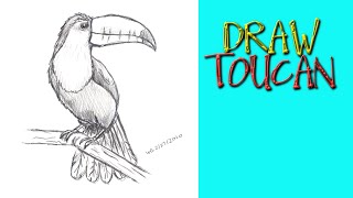 HOW TO DRAW A TOUCAN BIRD Step by Step Pencil Drawing Tutorial Guided realistic bird sketch [upl. by Ailongam]