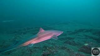 Spurdog aka Spiny Dogfish [upl. by Meerak]