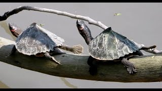 Assam Roofed Turtles  Sylhet Roofed Turtle  Kaziranga National Park  Assam  Reptiles  Wildlife [upl. by Hallimaj]