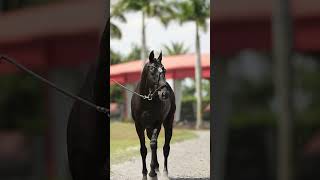 Dolfina Wembley Clone 01 Available for breeding at Palm Beach Equine Clinic [upl. by Hoffarth]