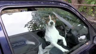 RSPCA Video  The Dog Rescuers Episode 4 [upl. by Markiv]