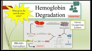 Hemoglobin Degradation Bilirubin Formation amp Excretion explained easily [upl. by Manson]