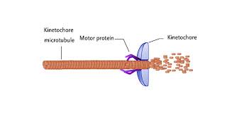 Mechanisms for chromosome movement [upl. by Animar439]