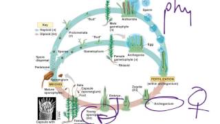 Moss Life Cycle [upl. by Cruce483]