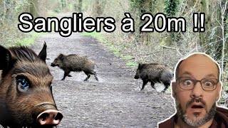 Sangliers Enormes en Panique  😱 Panicked Wild Boars [upl. by Blanding780]